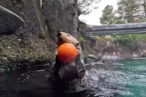 萌到犯規(guī)！海獺在泳池里玩籃球，還能扣籃